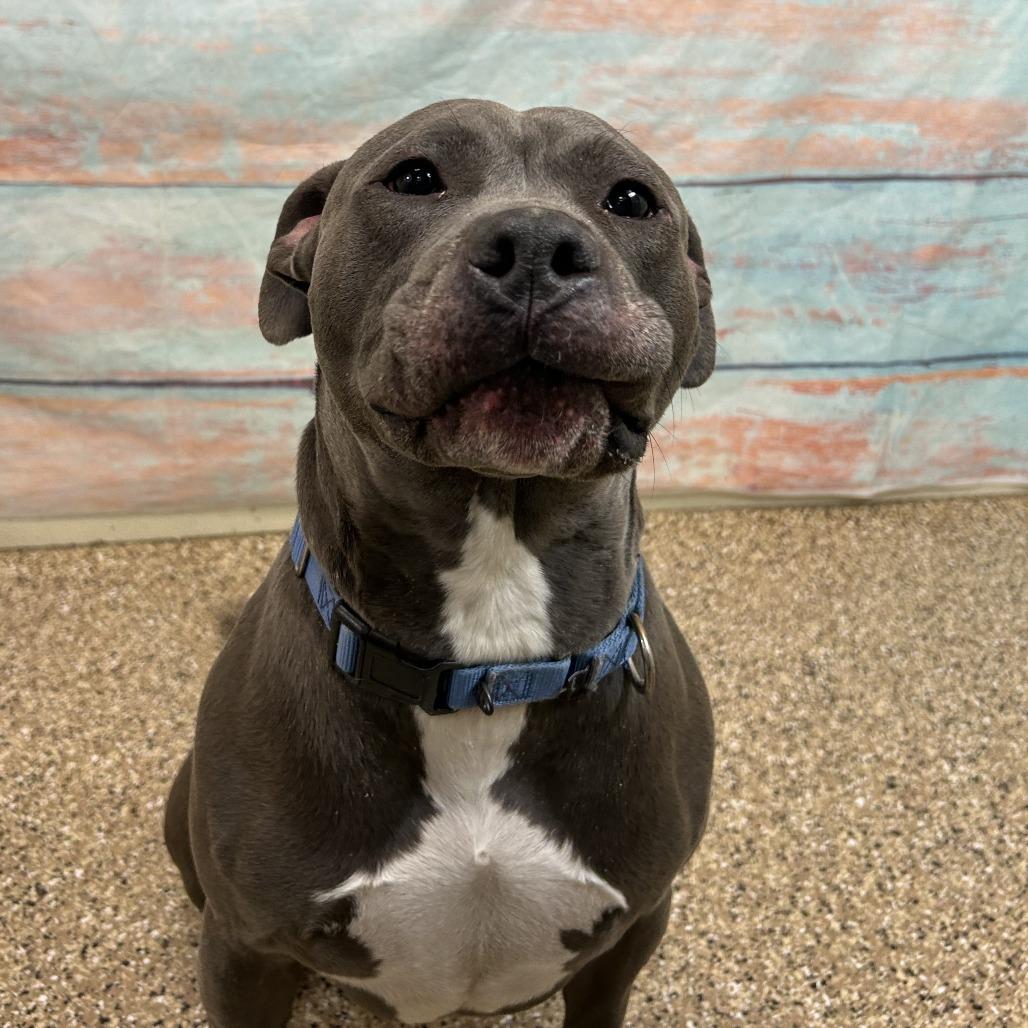Walter, a Adoptable Pit Bull Terrier in Cheyenne, WY image 1/4