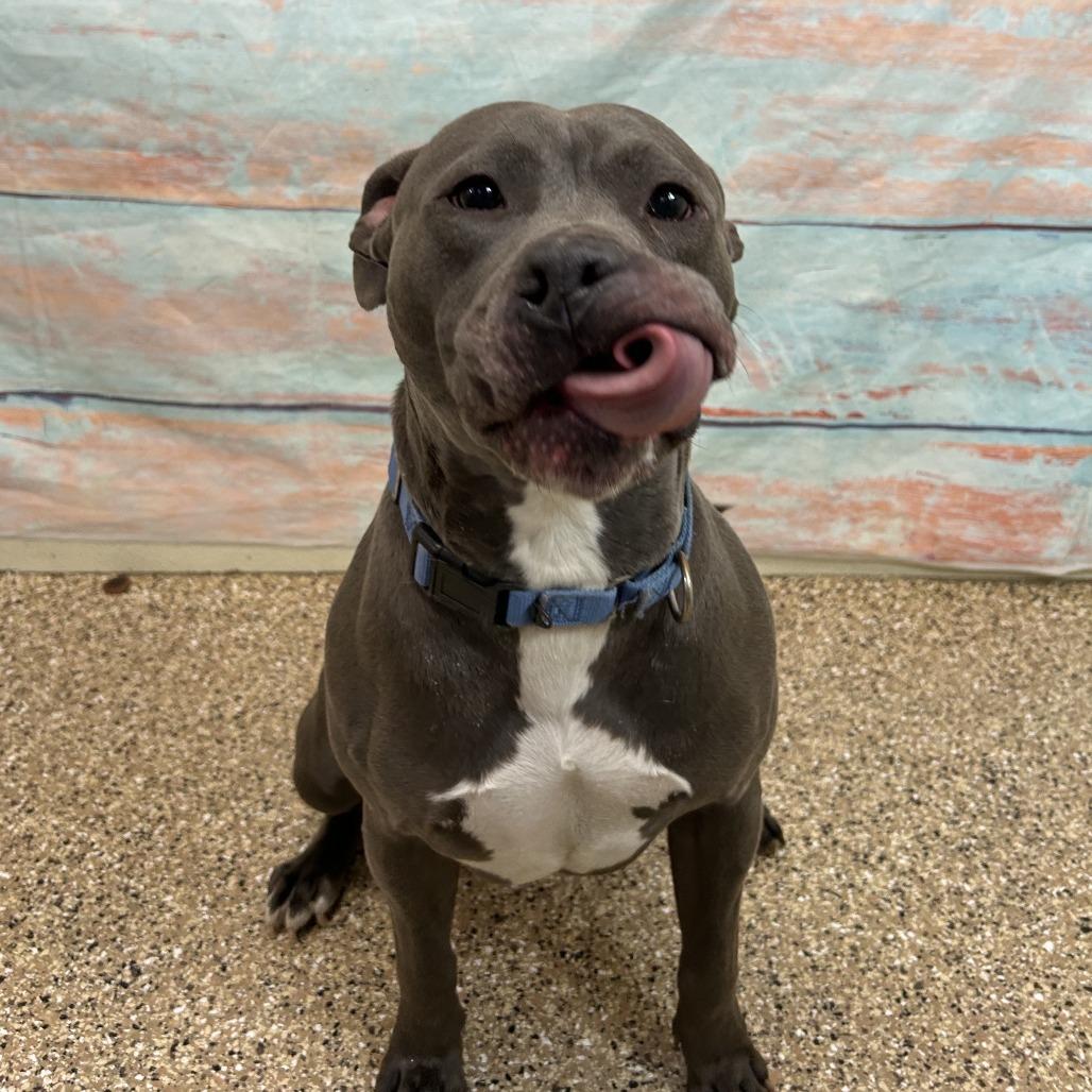 Walter, a Adoptable Pit Bull Terrier in Cheyenne, WY image 2/4