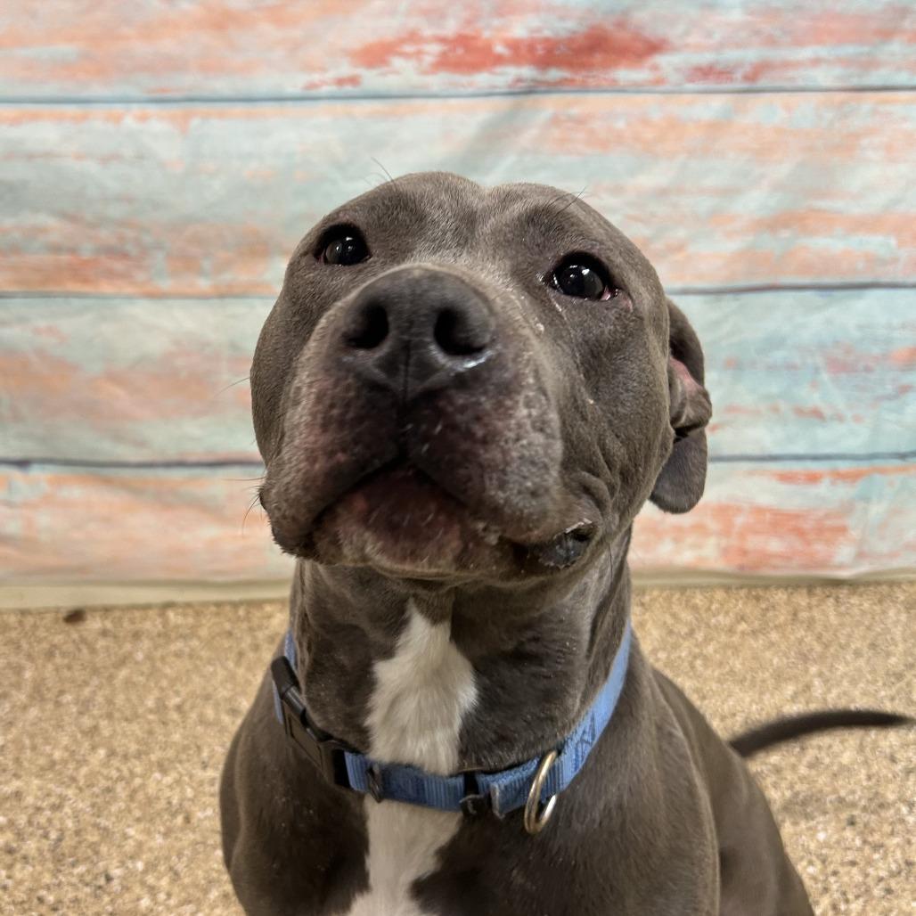Walter, a Adoptable Pit Bull Terrier in Cheyenne, WY image 3/4