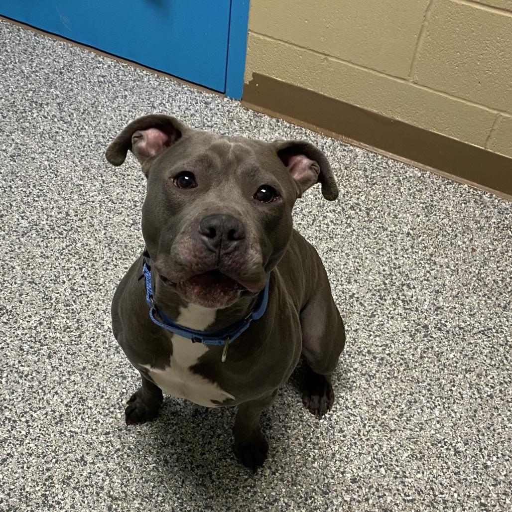 Walter, a Adoptable Pit Bull Terrier in Cheyenne, WY image 4/4