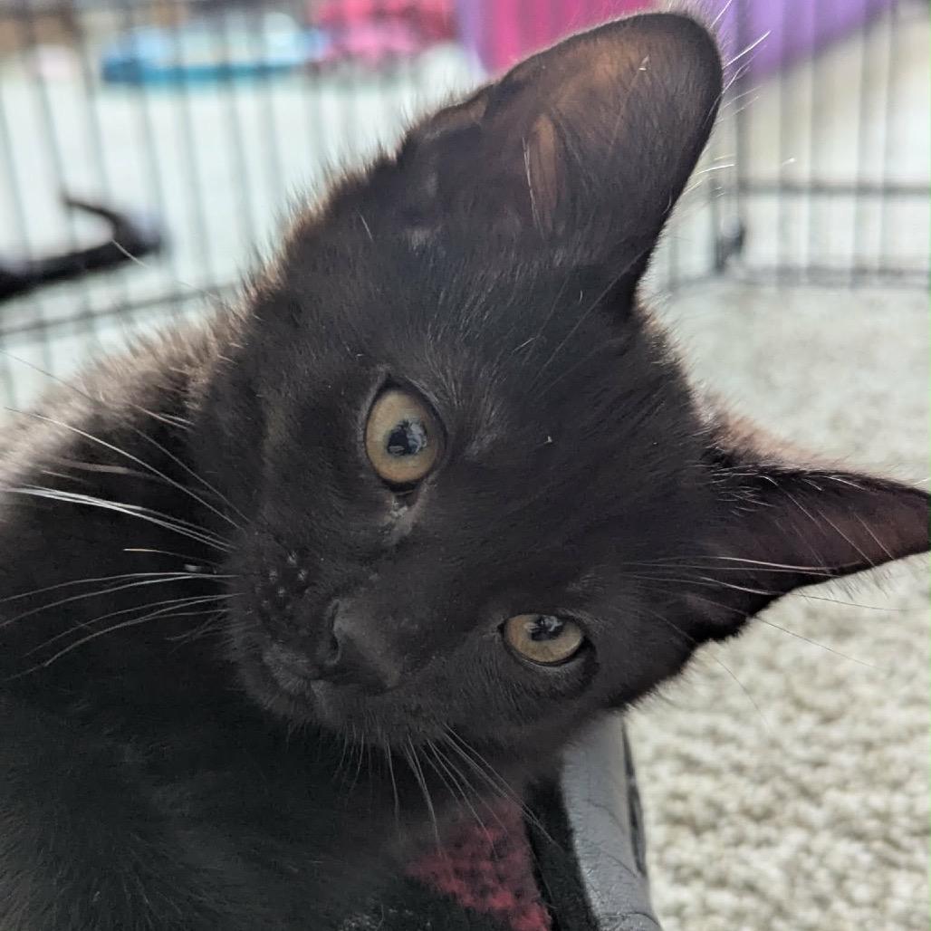 Oliver, Adoptable, Kitten Male Domestic Short Hair.