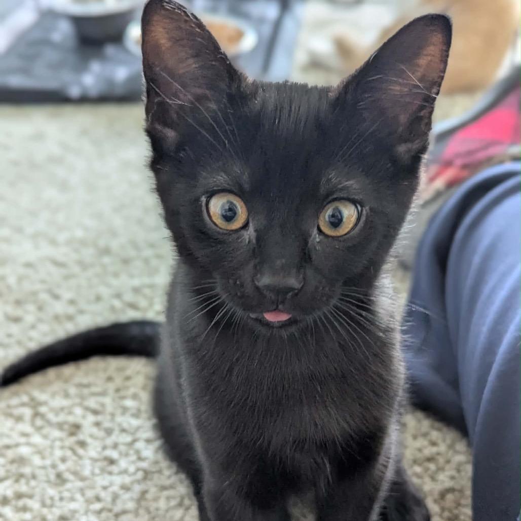 Enlarge Oliver, a Adoptable Domestic Short Hair in Calgary, AB image 2/6