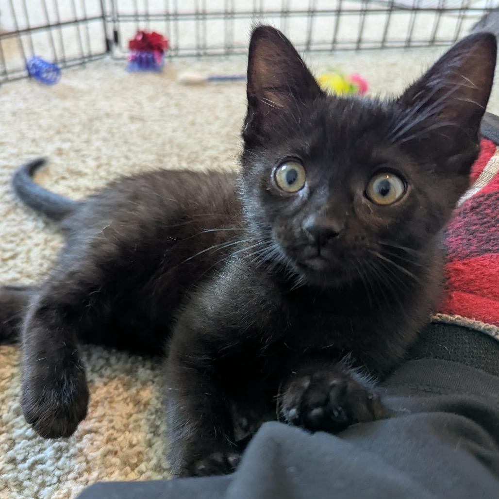 Enlarge Oliver, a Adoptable Domestic Short Hair in Calgary, AB image 3/6