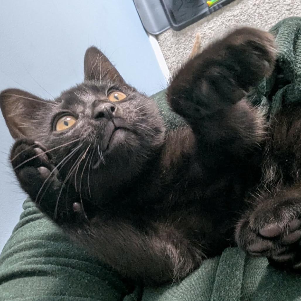 Enlarge Oliver, a Adoptable Domestic Short Hair in Calgary, AB image 4/6