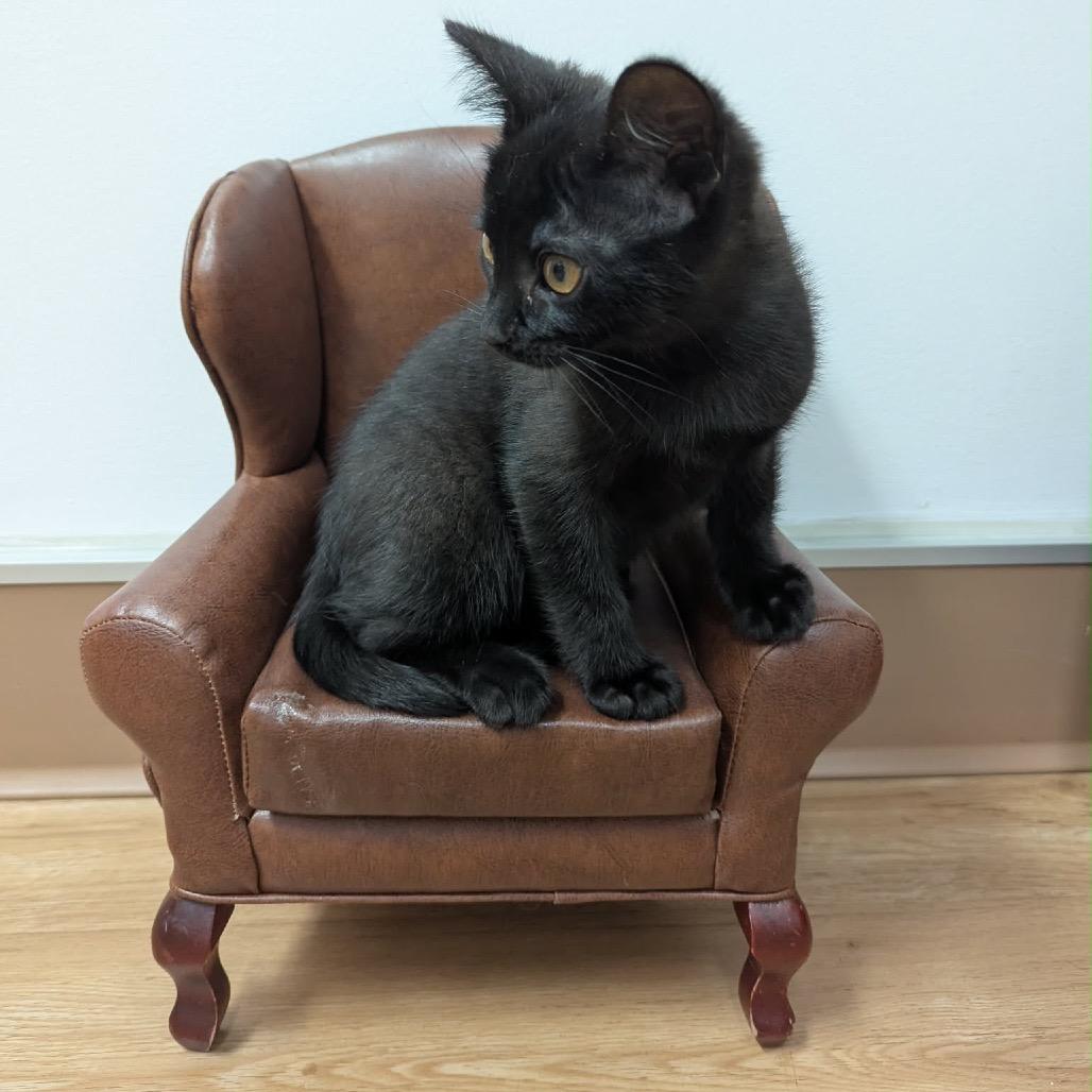 Enlarge Oliver, a Adoptable Domestic Short Hair in Calgary, AB image 5/6