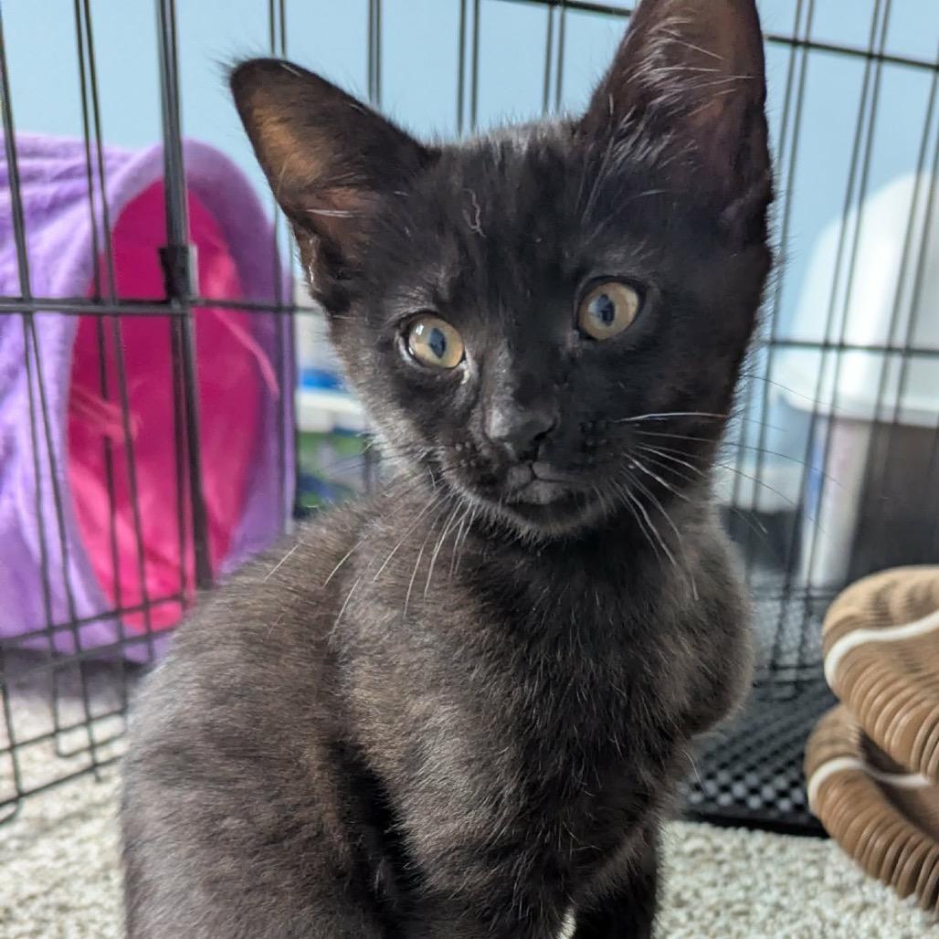 Enlarge Oliver, a Adoptable Domestic Short Hair in Calgary, AB image 6/6