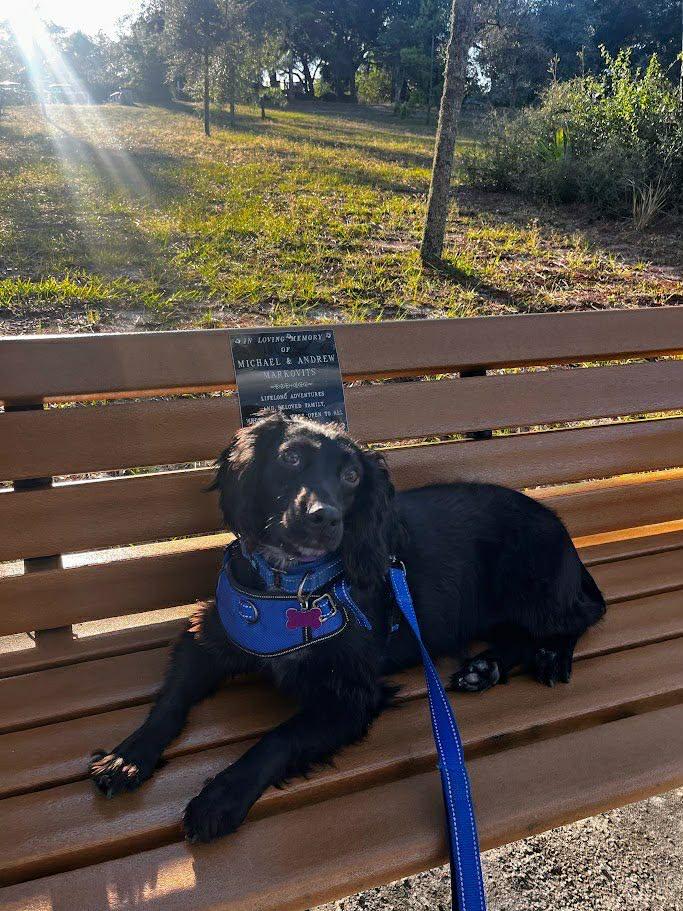 Polly, a Adoptable Cocker Spaniel in Lake City, FL image 1/3