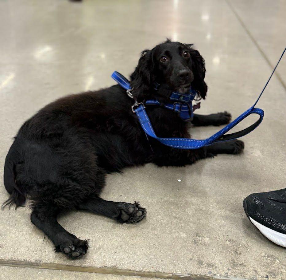 Polly, a Adoptable Cocker Spaniel in Lake City, FL image 2/3