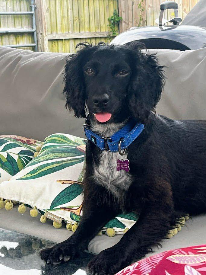 Polly, a Adoptable Cocker Spaniel in Lake City, FL image 3/3