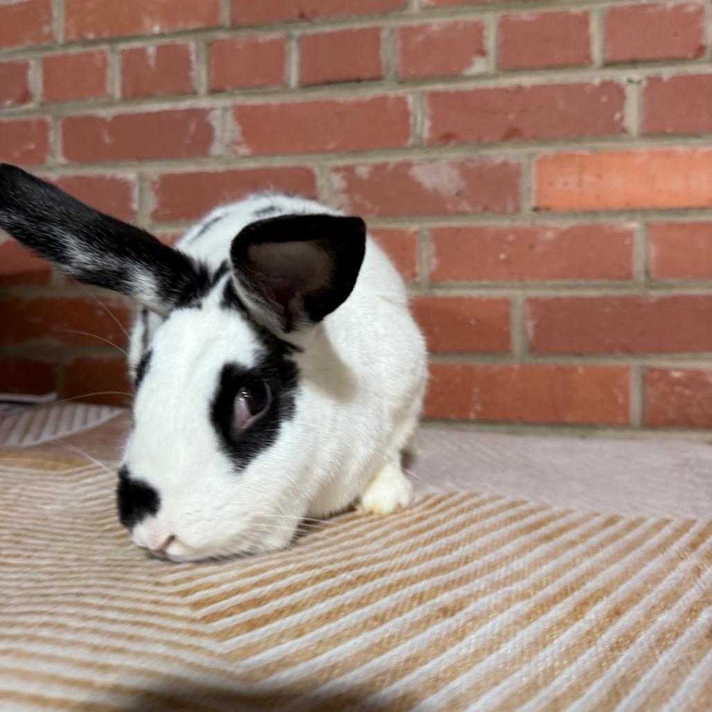 Claire, Adoptable, Adult Female Rex.