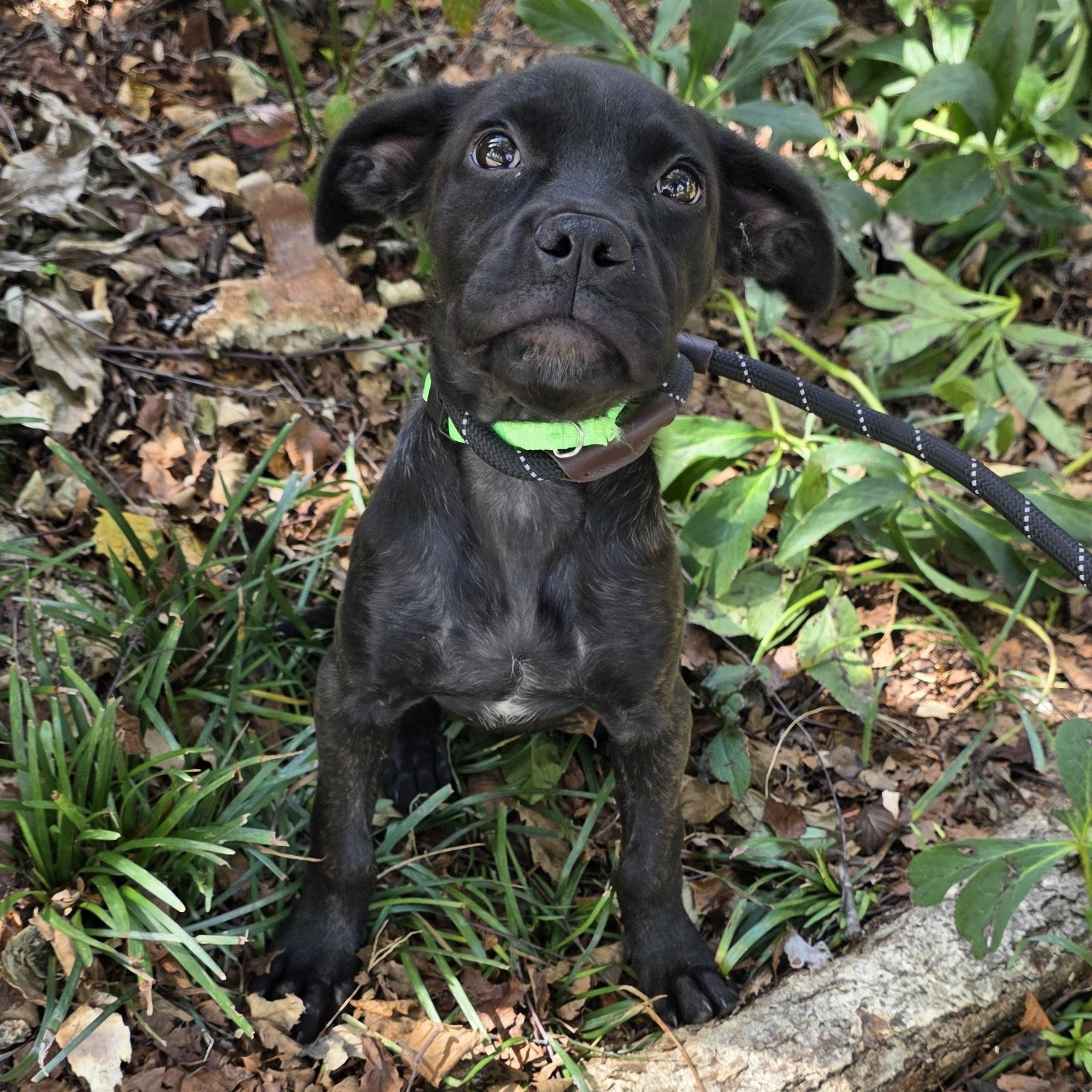 Enlarge Darcy, a Adoptable Mixed Breed in Greensboro, NC image 4/6