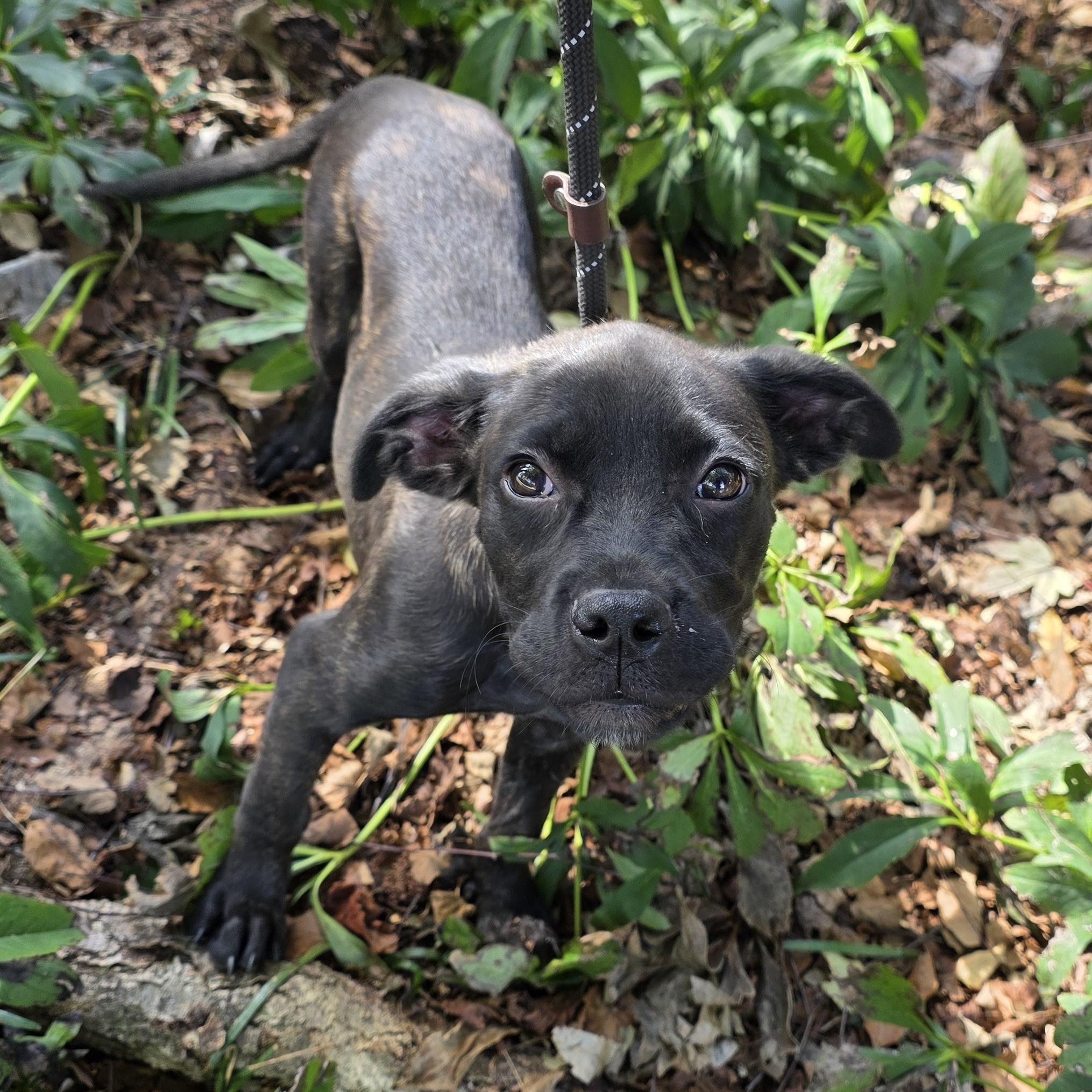 Darcy, Adoptable, Young Female Mixed Breed.