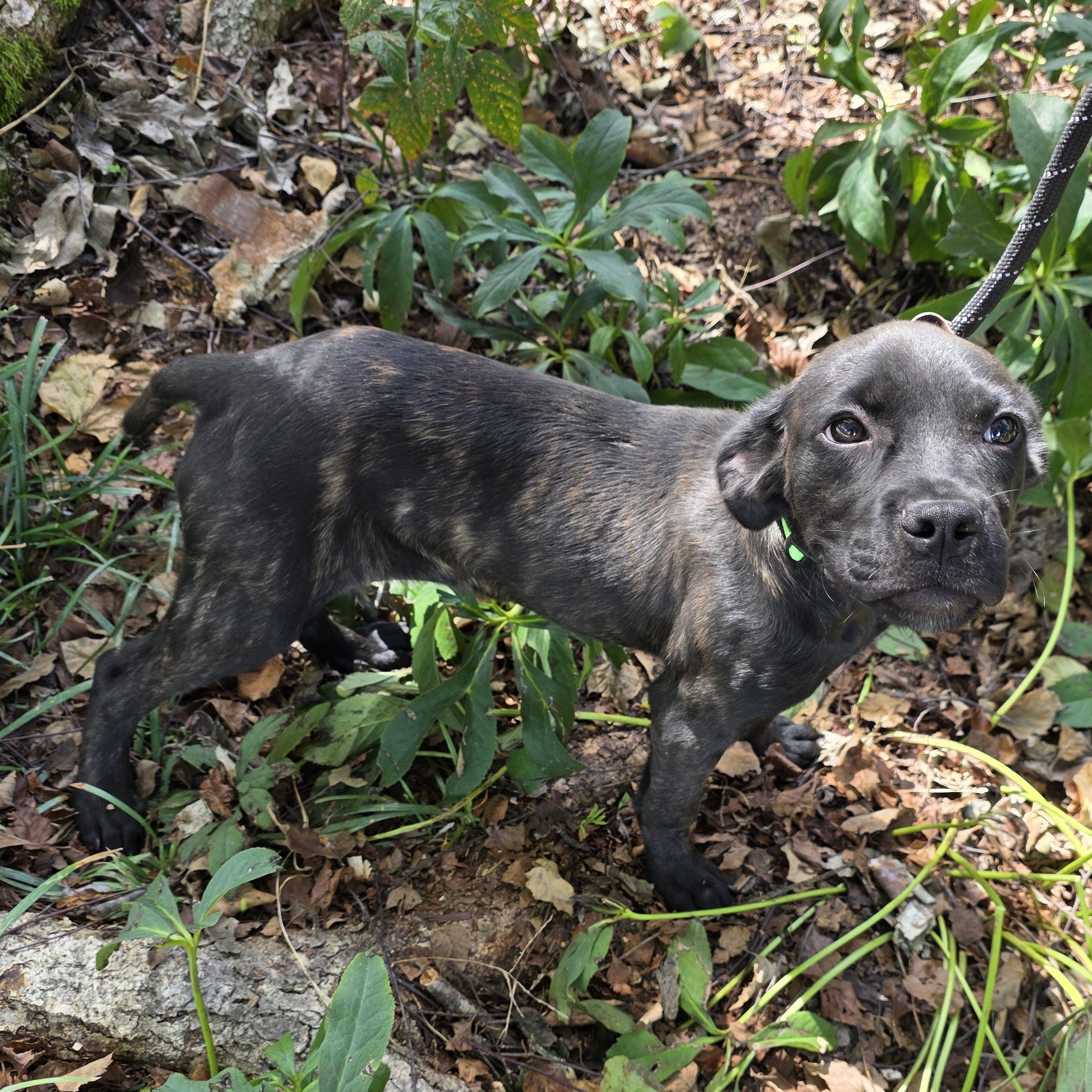 Enlarge Darcy, a Adoptable Mixed Breed in Greensboro, NC image 2/6