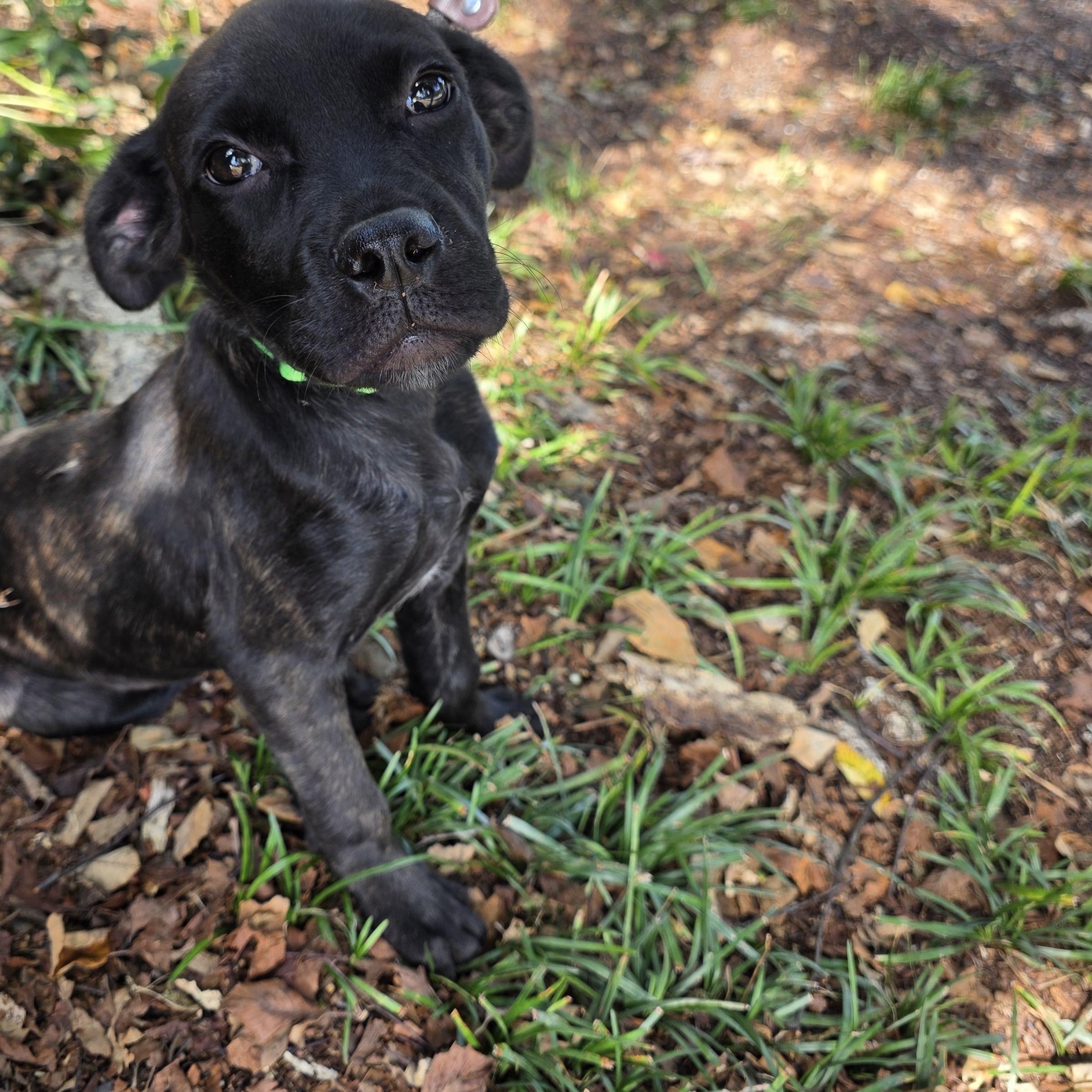 Enlarge Darcy, a Adoptable Mixed Breed in Greensboro, NC image 6/6