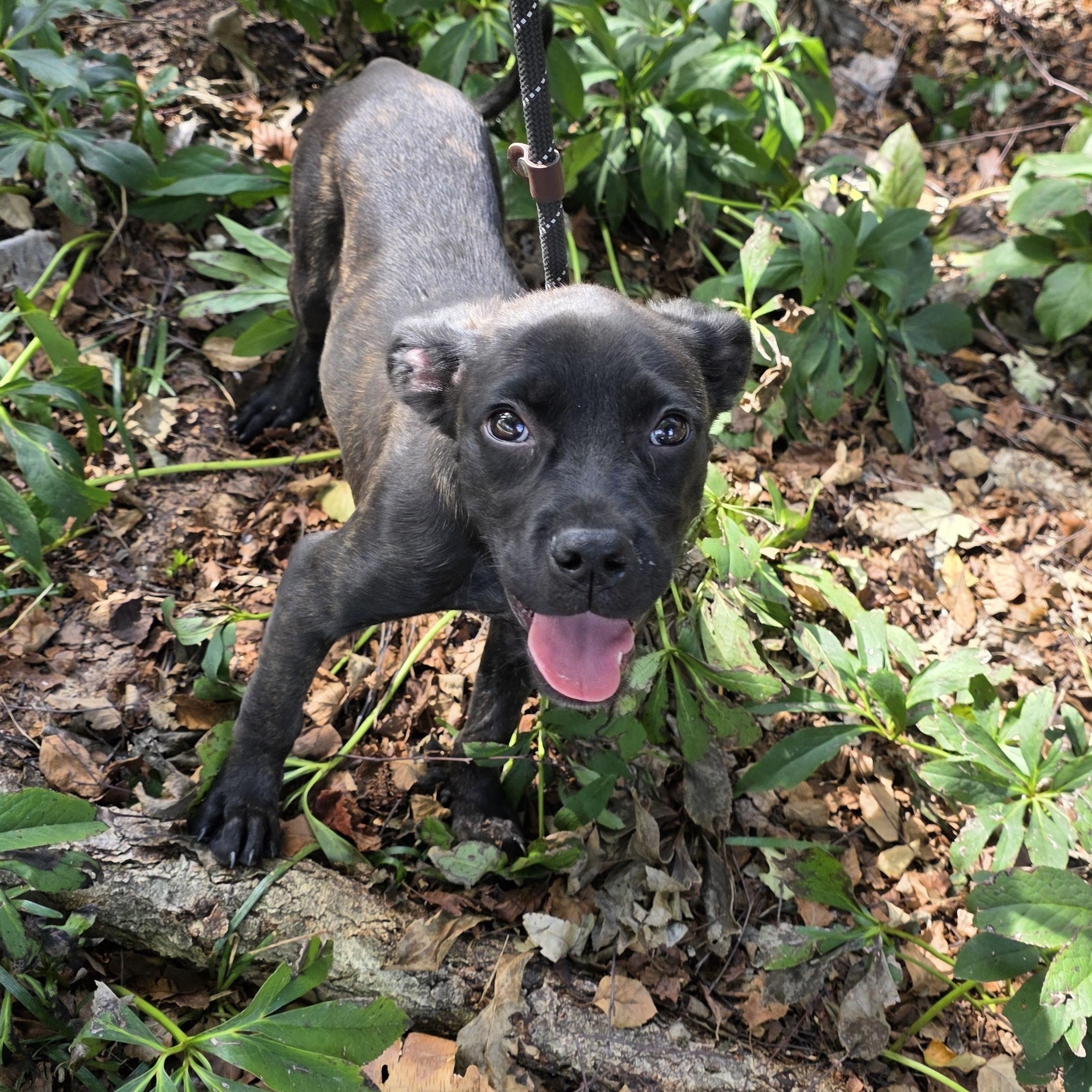 Enlarge Darcy, a Adoptable Mixed Breed in Greensboro, NC image 3/6