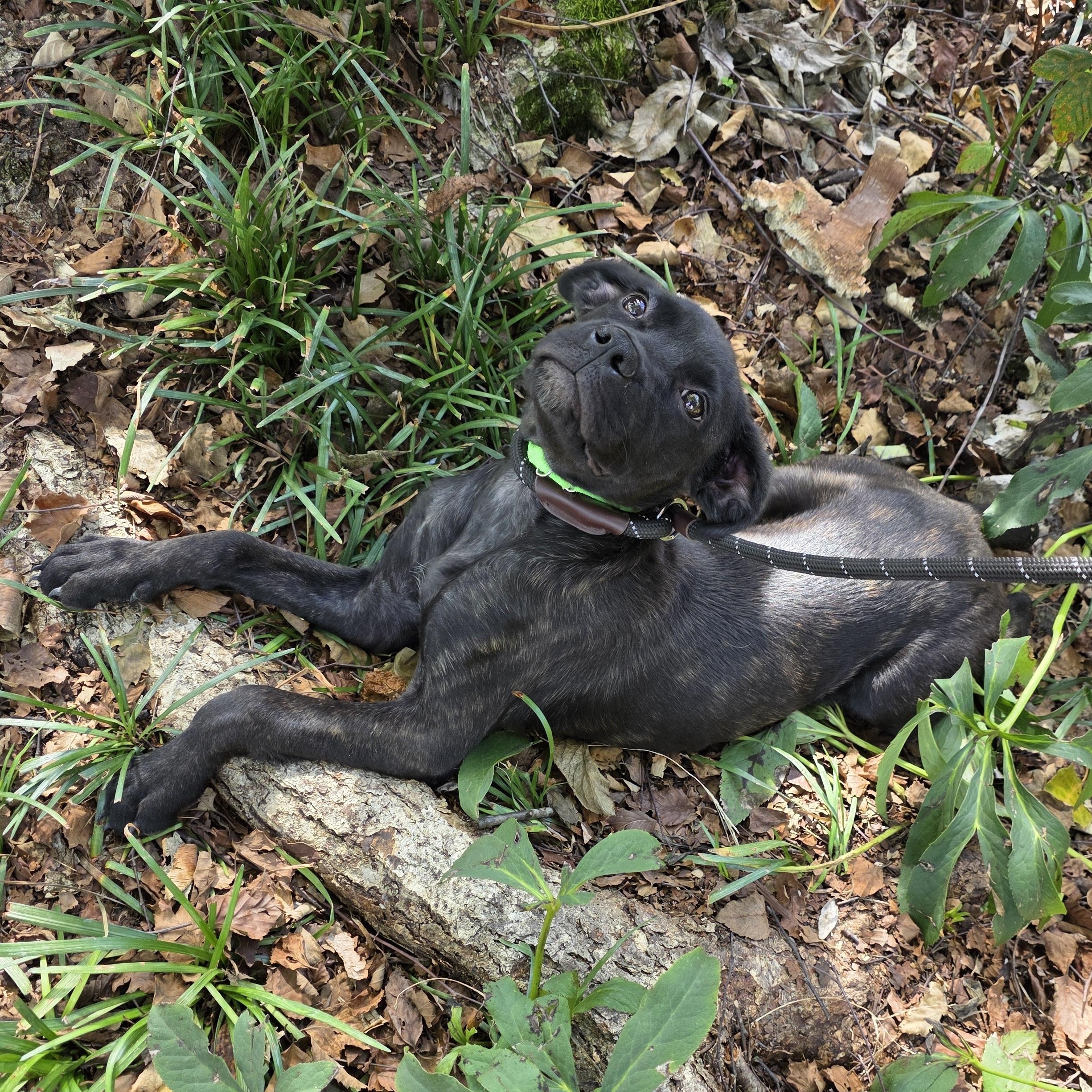 Enlarge Darcy, a Adoptable Mixed Breed in Greensboro, NC image 5/6