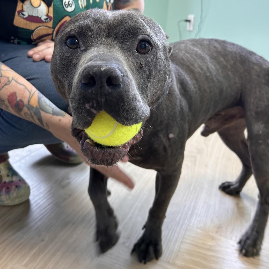 Enlarge Meatloaf, a Adoptable Pit Bull Terrier in Nashville, TN image 1/6