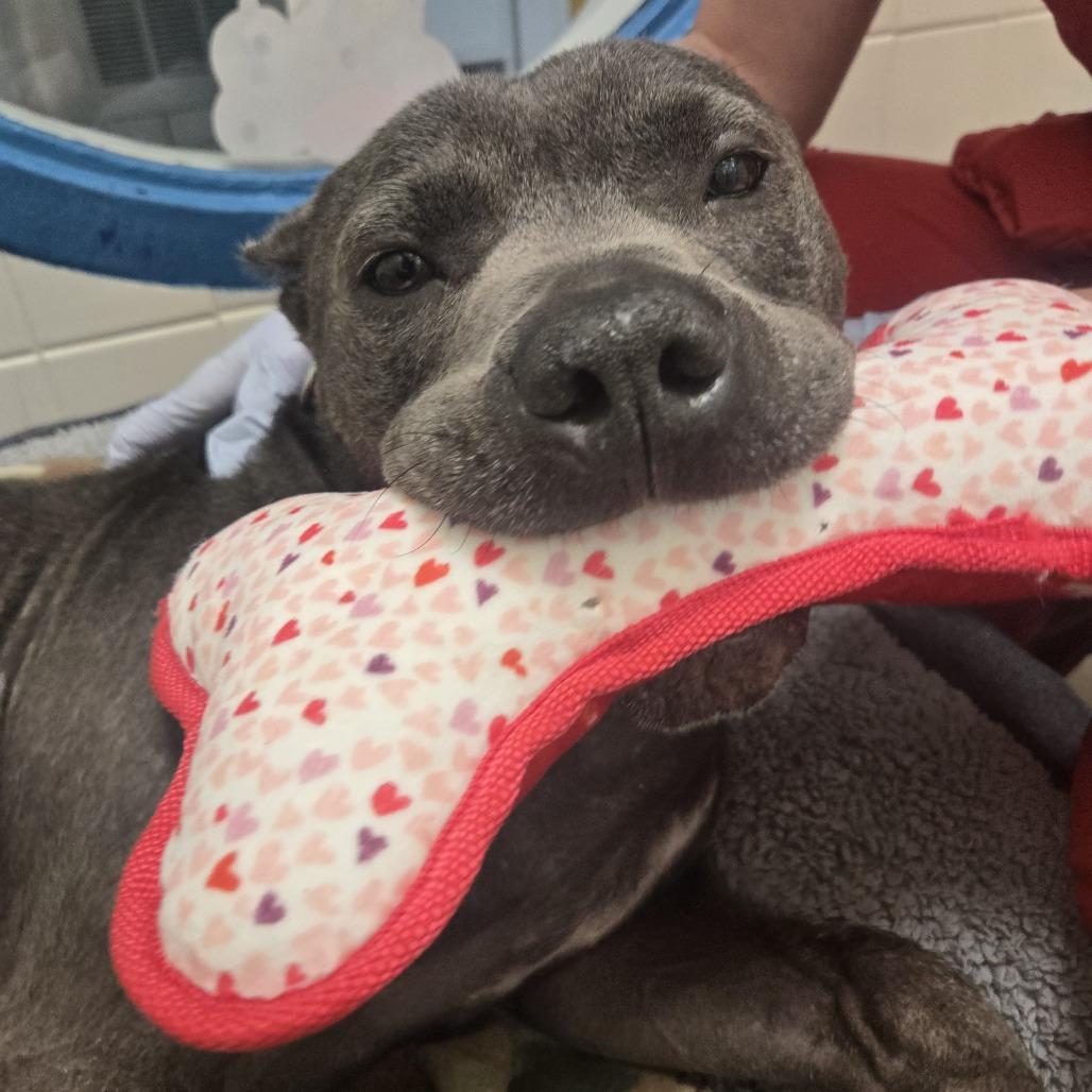 Enlarge Meatloaf, a Adoptable Pit Bull Terrier in Nashville, TN image 4/6