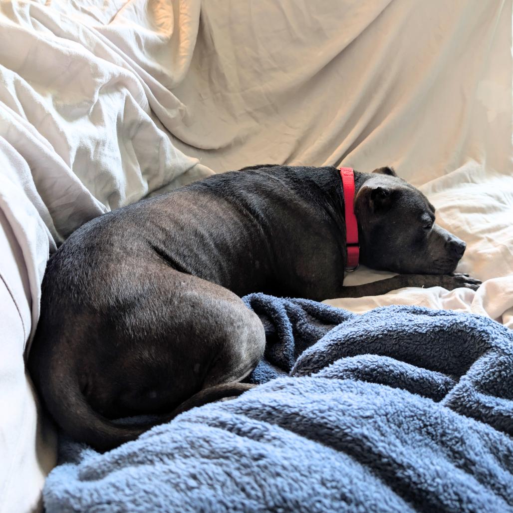 Enlarge Meatloaf, a Adoptable Pit Bull Terrier in Nashville, TN image 5/6