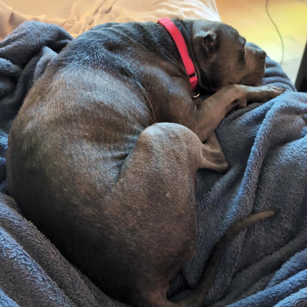 Enlarge Meatloaf, a Adoptable Pit Bull Terrier in Nashville, TN image 6/6