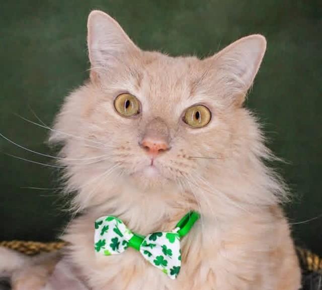 Enlarge SAMPSON, a Adoptable Domestic Medium Hair in Springfield, MA image 1/1