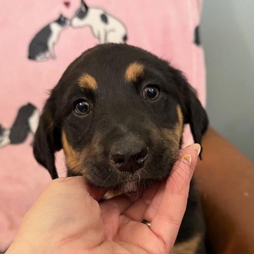 Enlarge Daphne Bridgerton - Local Pup, an adoptable mixed breed in Andover, MA image 1/4