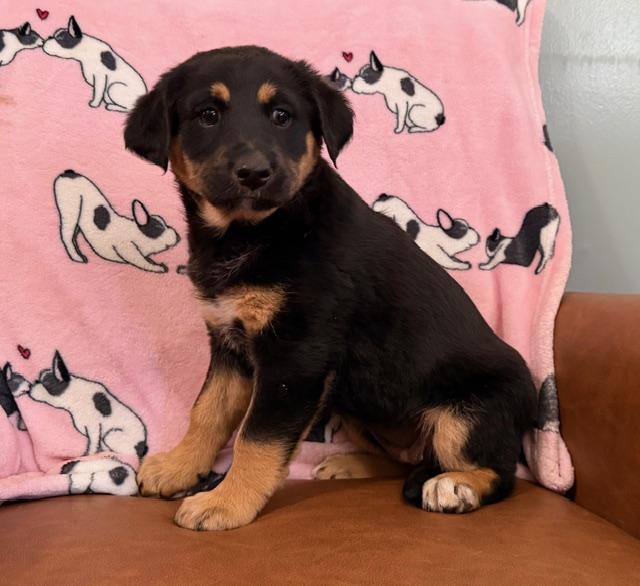 Enlarge Daphne Bridgerton - Local Pup, an adoptable mixed breed in Andover, MA image 4/4