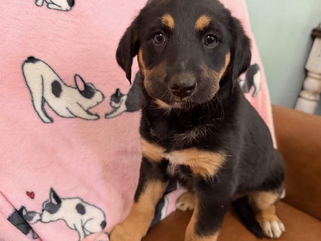 Enlarge Daphne Bridgerton - Local Pup, an adoptable mixed breed in Andover, MA image 3/4