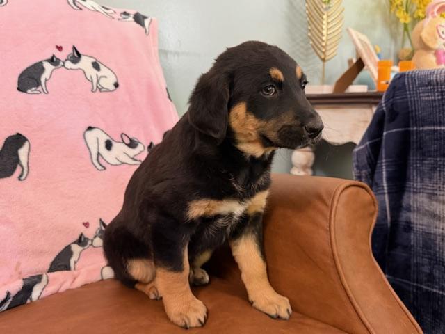 Enlarge Daphne Bridgerton - Local Pup, an adoptable mixed breed in Andover, MA image 2/4