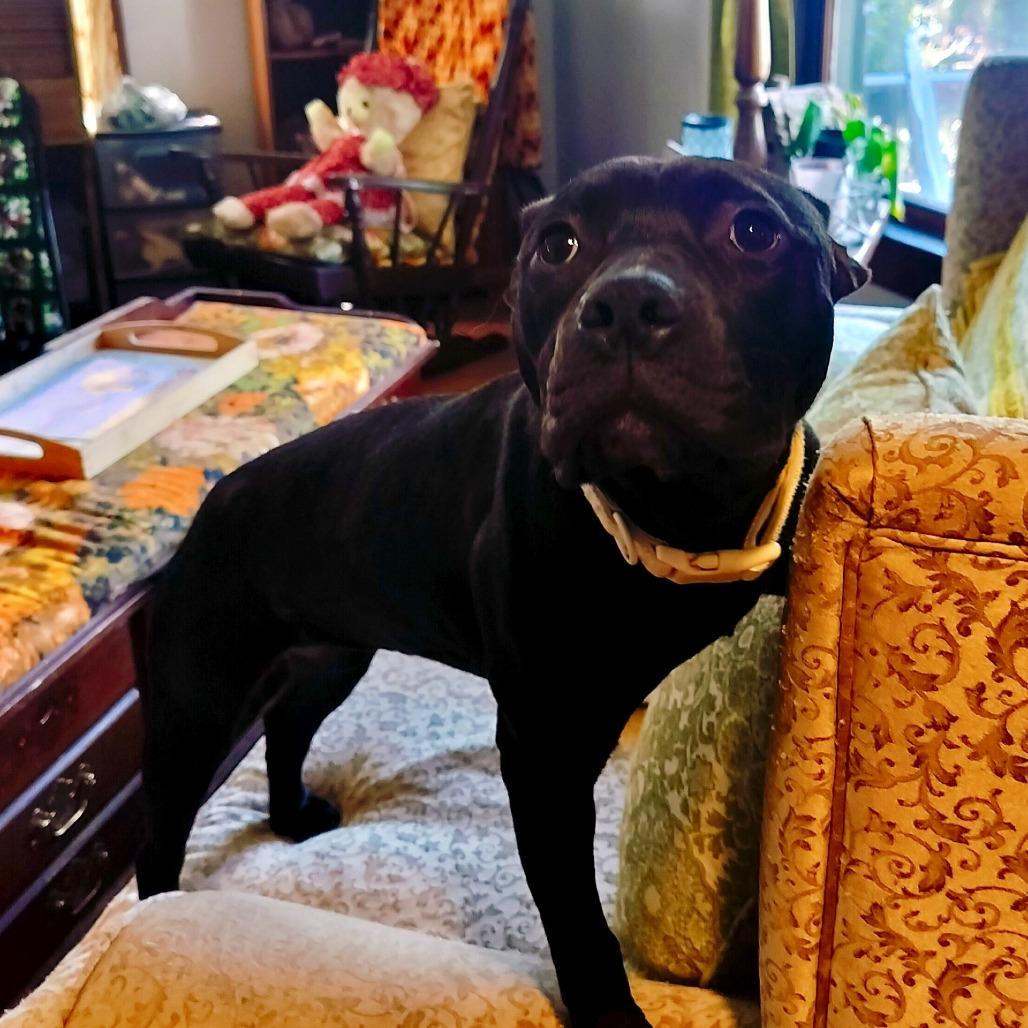 Enlarge Lily, a Adoptable mixed breed in Delaware, OH image 1/6