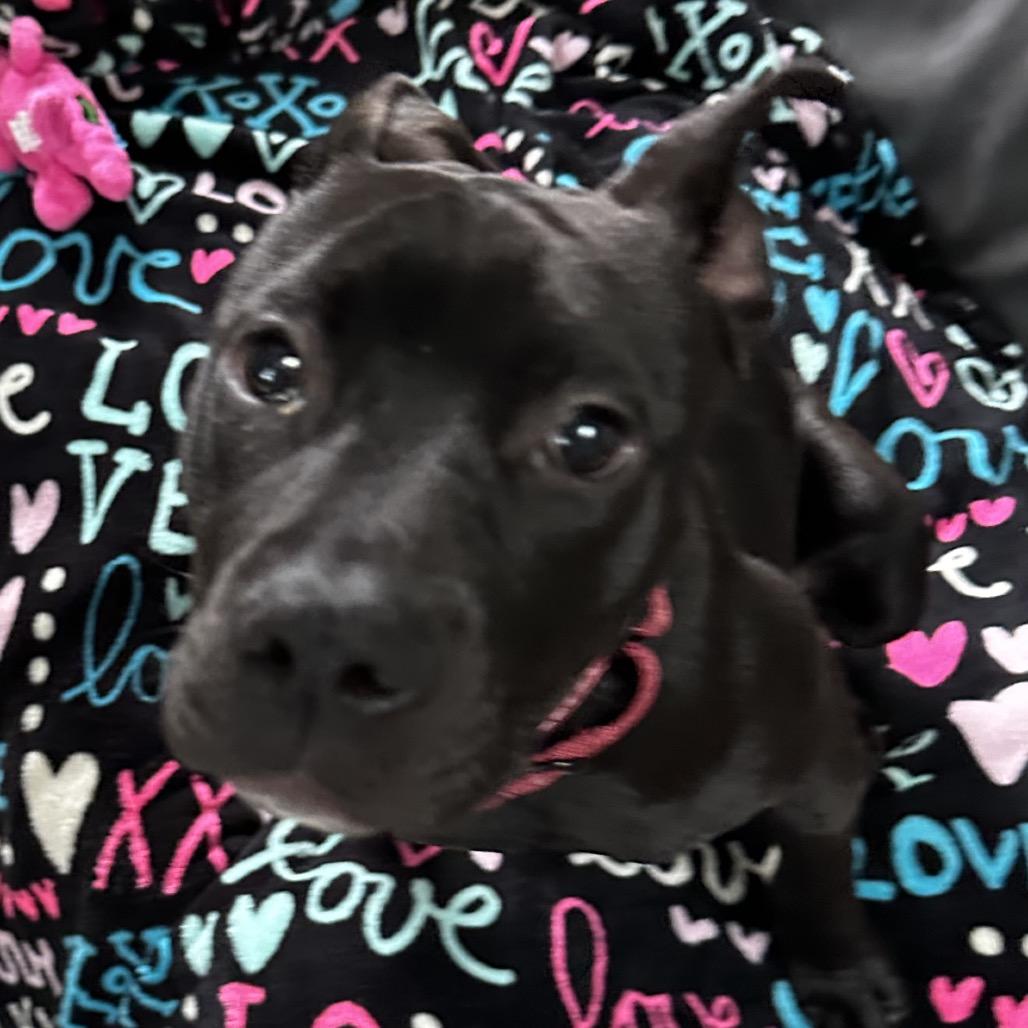 Enlarge Lily, a Adoptable mixed breed in Delaware, OH image 2/6