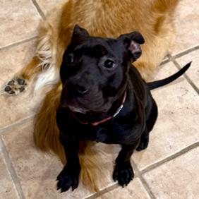 Enlarge Lily, a Adoptable mixed breed in Delaware, OH image 3/6