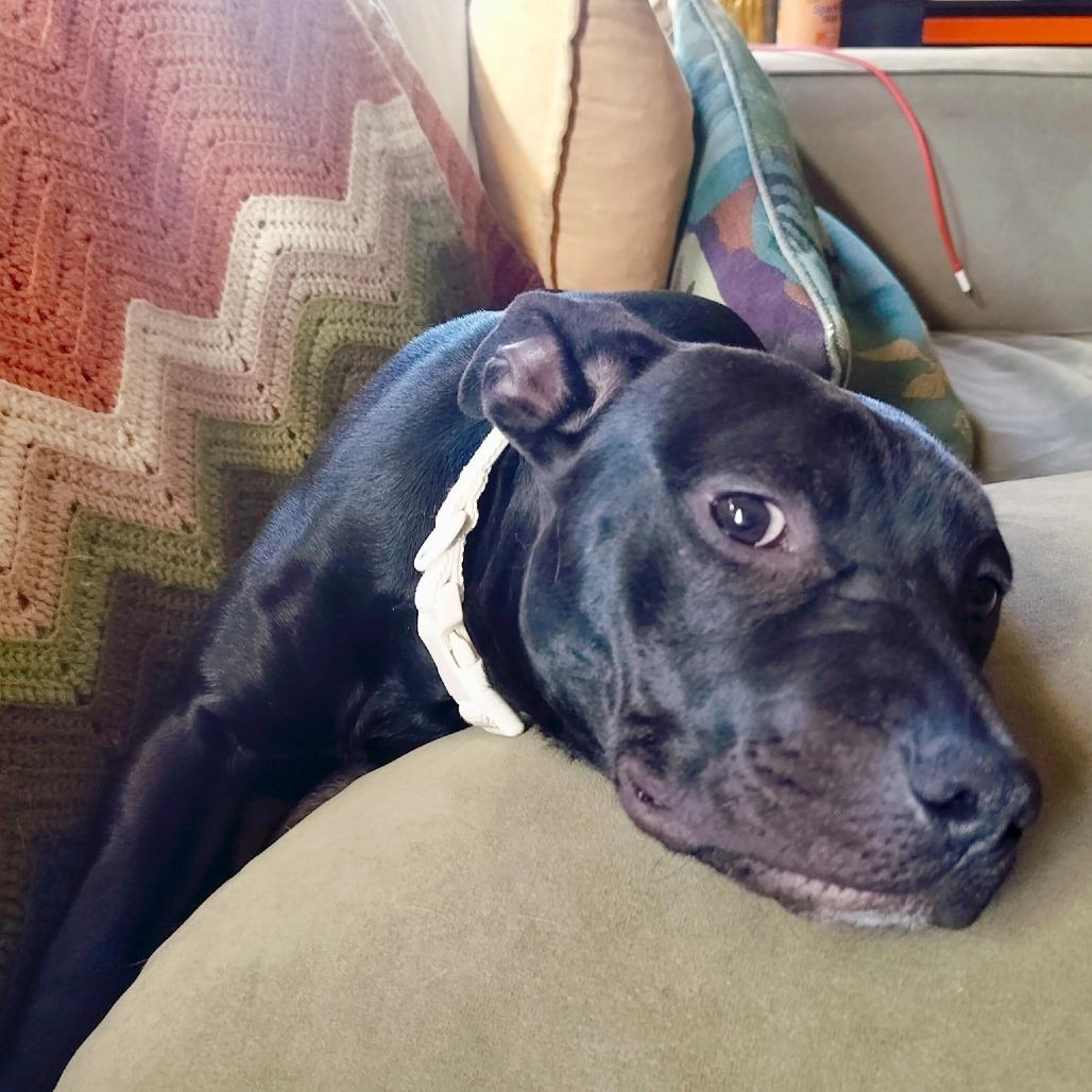 Enlarge Lily, a Adoptable mixed breed in Delaware, OH image 4/6