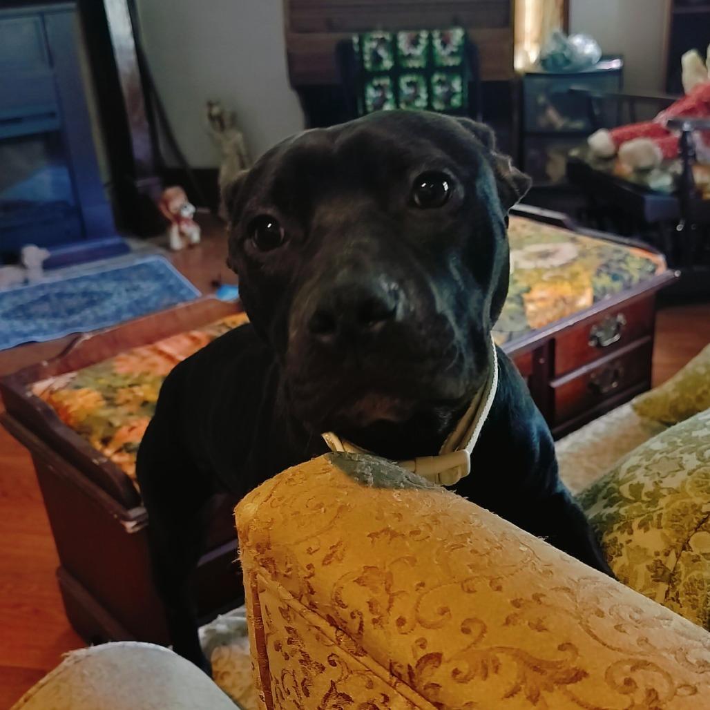 Enlarge Lily, a Adoptable mixed breed in Delaware, OH image 5/6