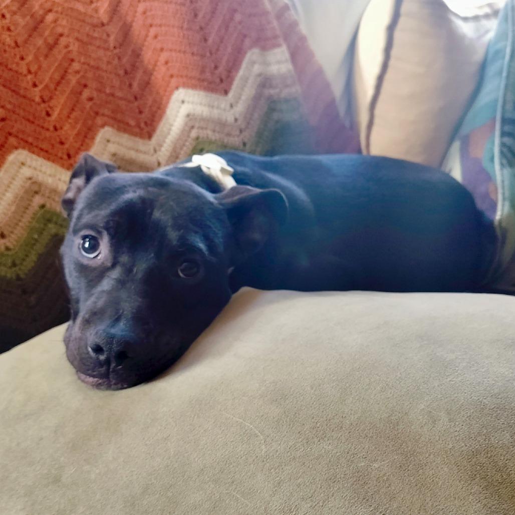 Enlarge Lily, a Adoptable mixed breed in Delaware, OH image 6/6