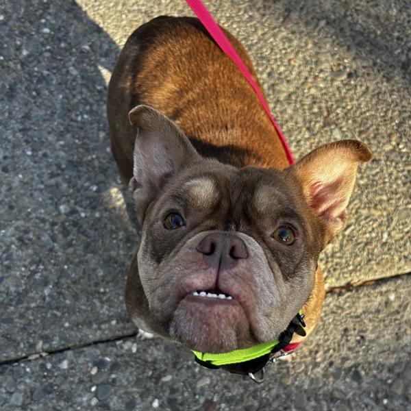 Lady — thumbnail 5