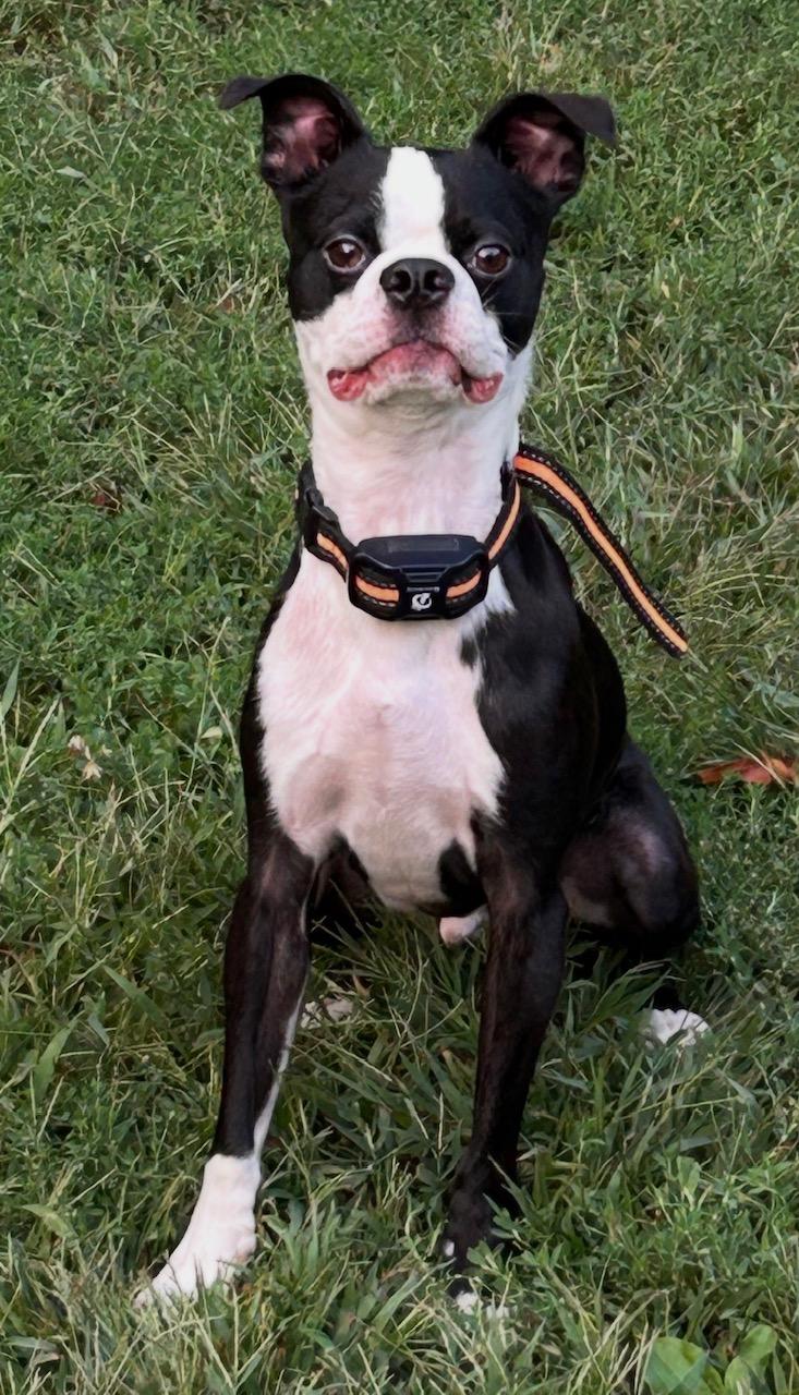 Enlarge Chappy, an adoptable Boston Terrier in New York, NY image 4/4