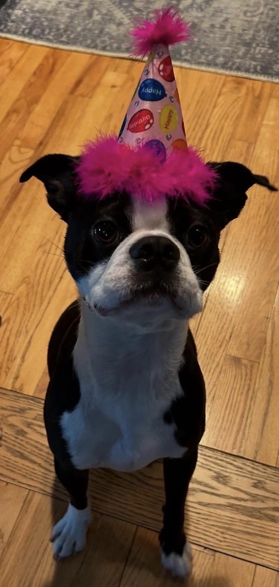 Enlarge Chappy, an adoptable Boston Terrier in New York, NY image 3/4