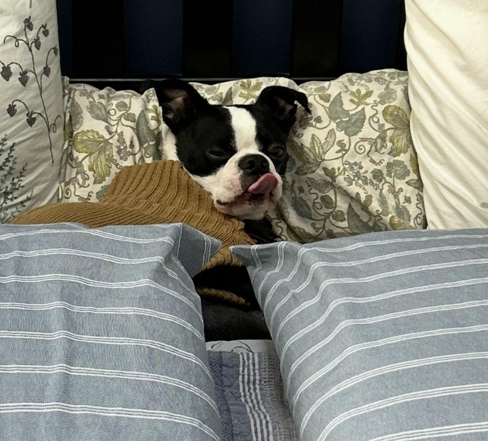 Chappy, ADOPTABLE, Adult Male Boston Terrier.