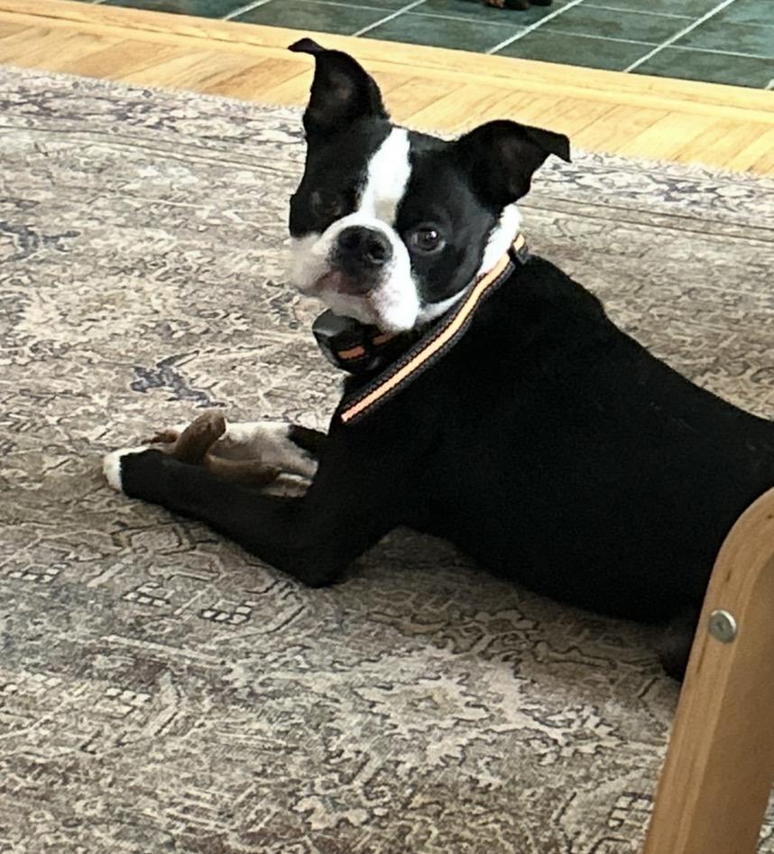 Enlarge Chappy, an adoptable Boston Terrier in New York, NY image 2/4