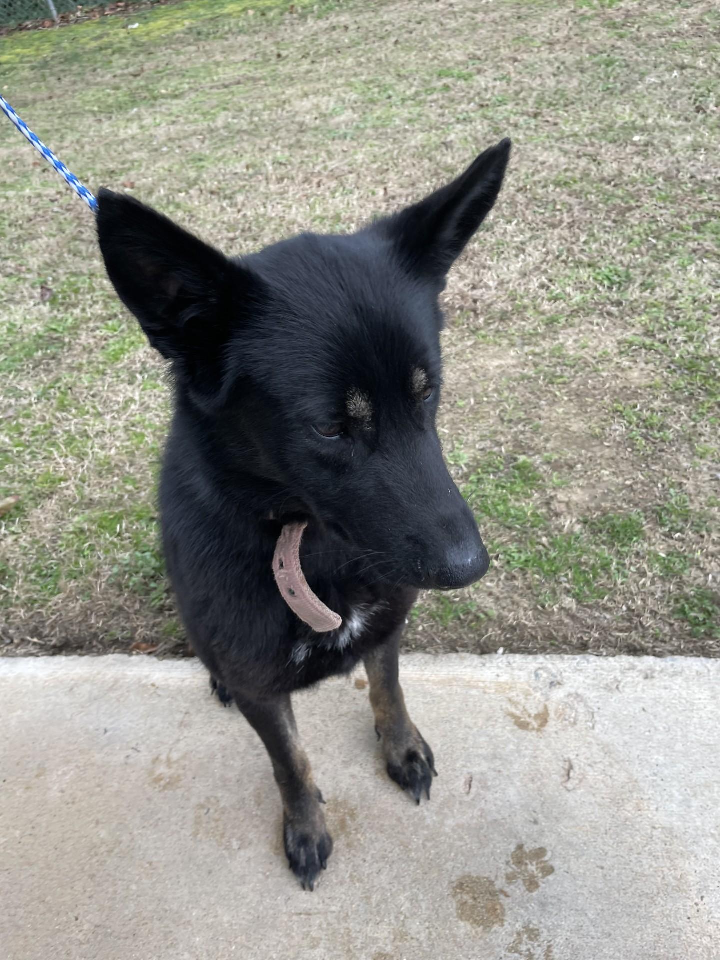 Zephyra16299, ADOPTABLE, Adult Female Shepherd.