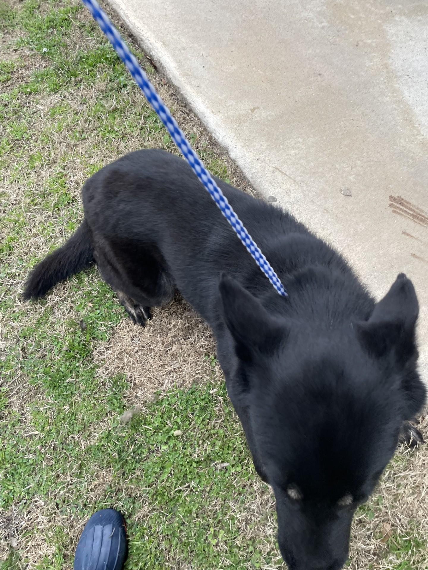 Zephyra16299, a ADOPTABLE Shepherd in Rocky Mount, NC image 4/4