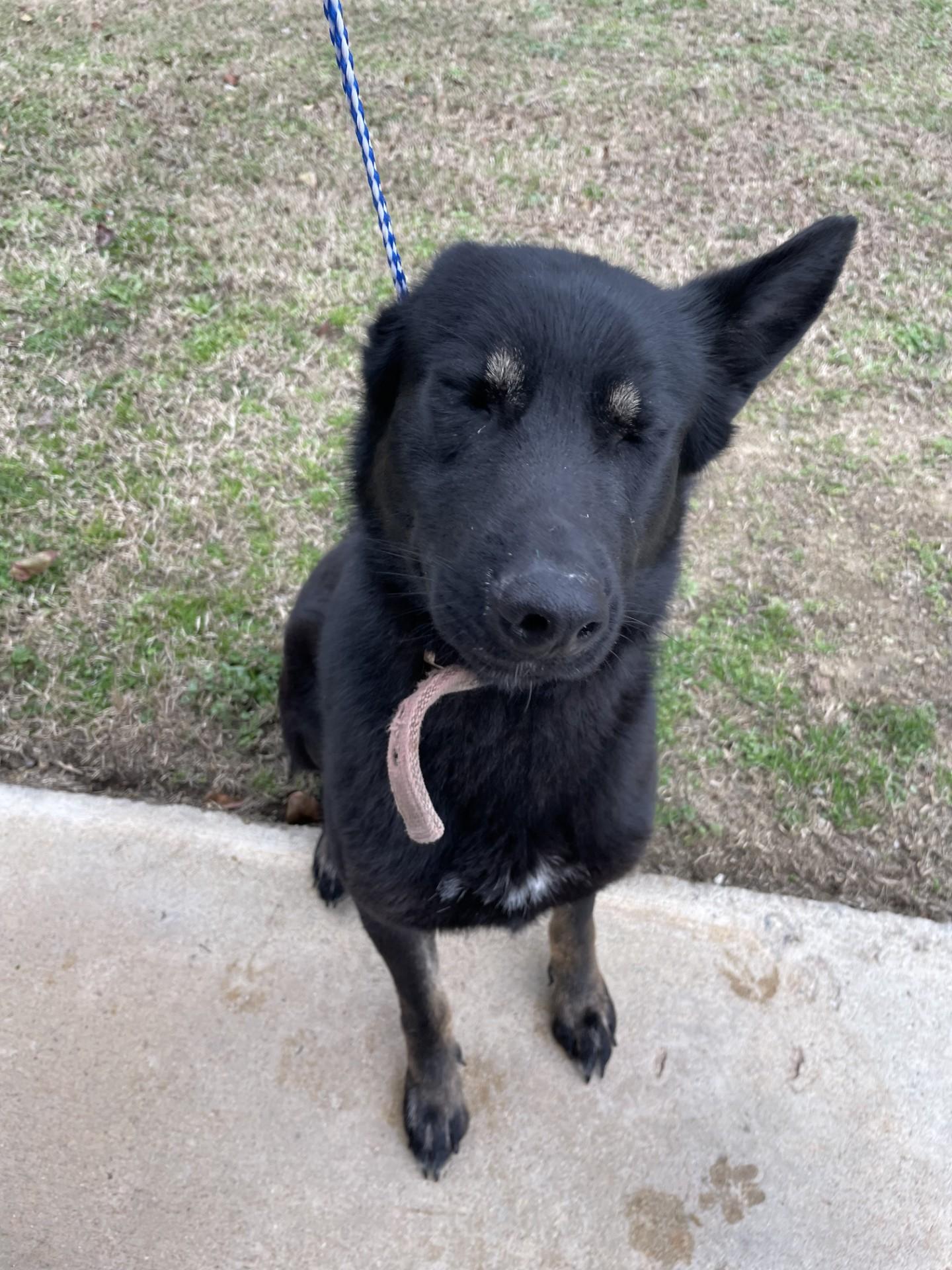 Zephyra16299, a ADOPTABLE Shepherd in Rocky Mount, NC image 3/4