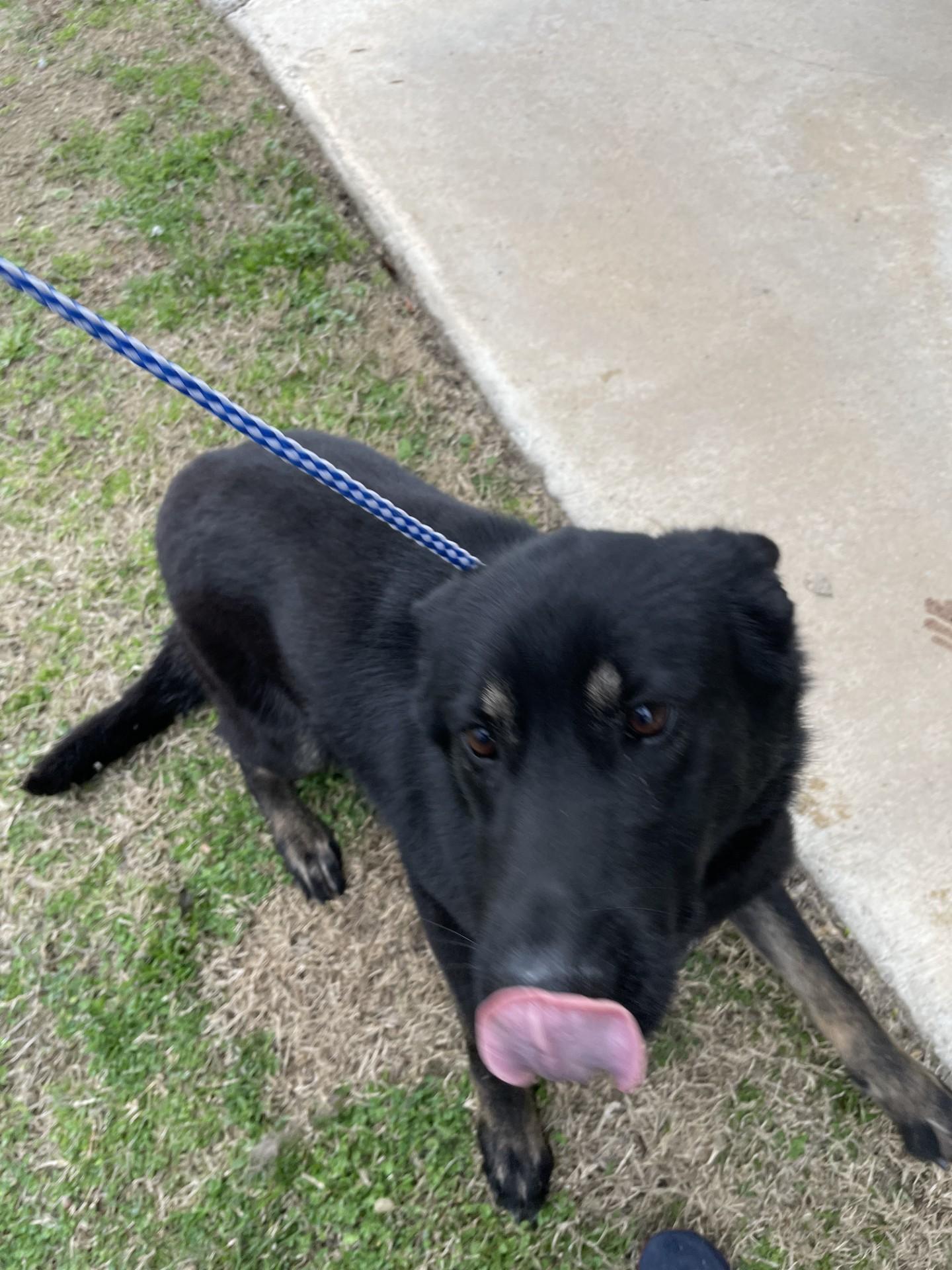 Zephyra16299, a ADOPTABLE Shepherd in Rocky Mount, NC image 2/4
