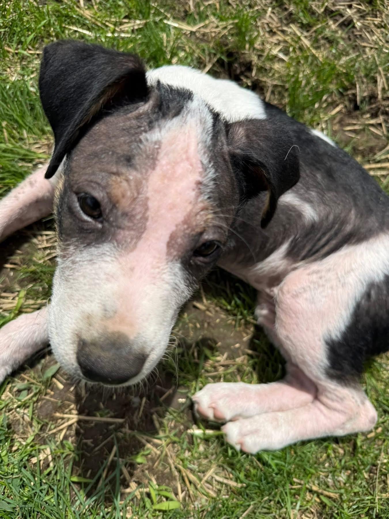 Enlarge Lola, a ADOPTABLE mixed breed in Saratoga Springs, NY image 4/6