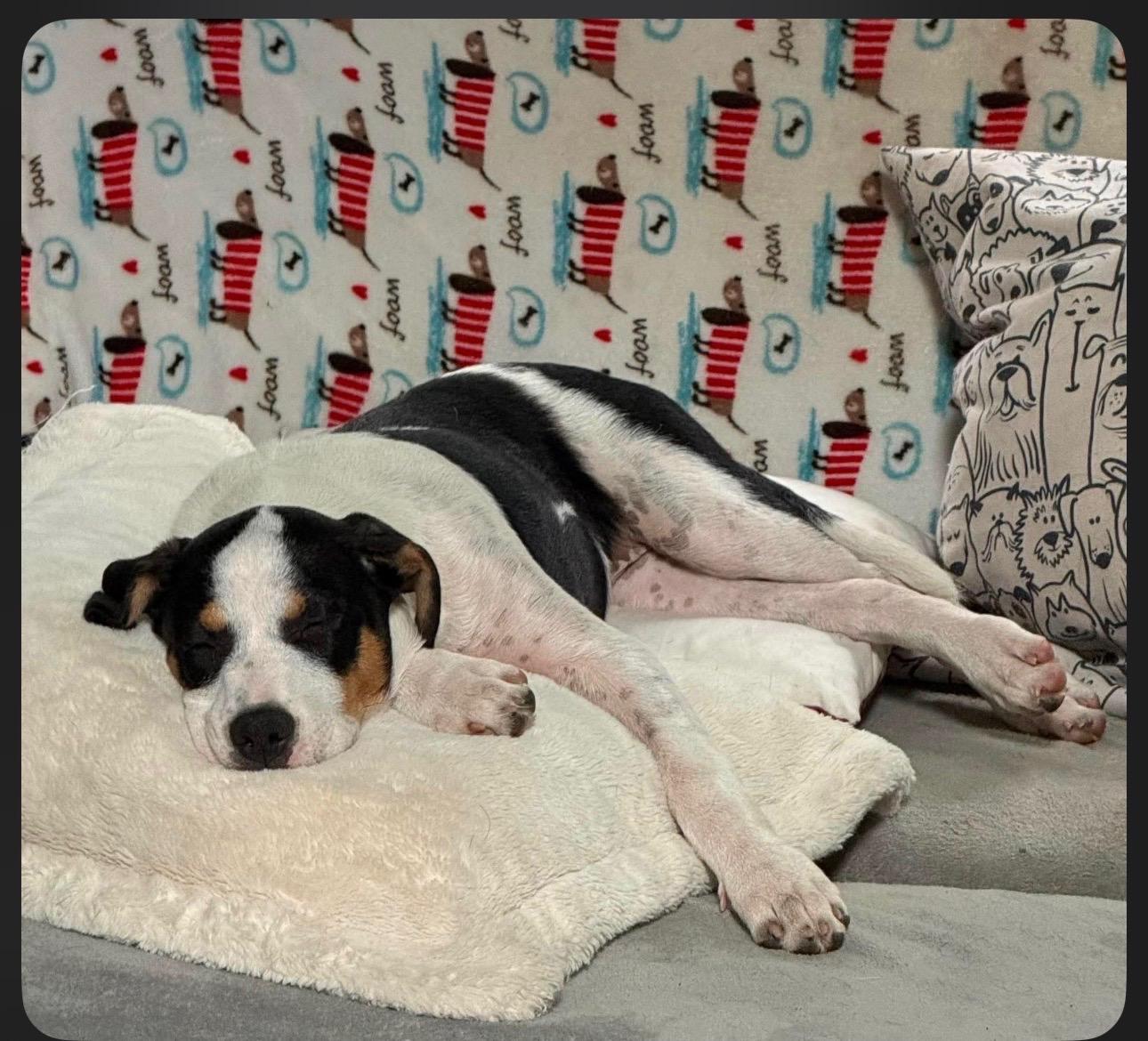 Enlarge Lola, a Adopted mixed breed in Saratoga Springs, NY image 5/5