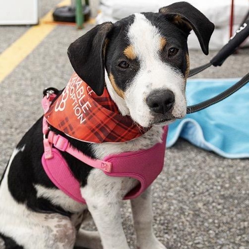 Lola, Adopted, Puppy Female Hound.