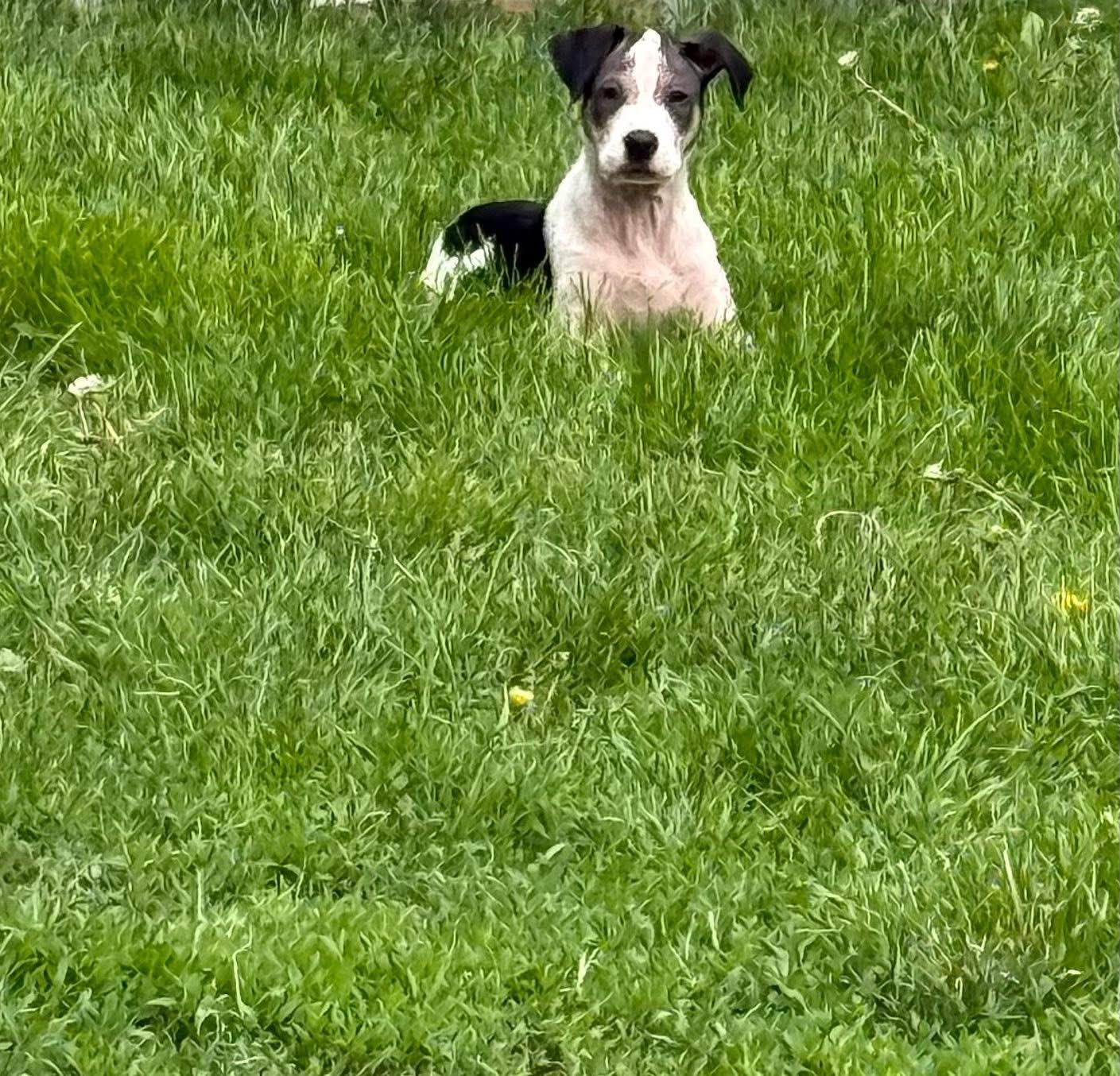Enlarge Lola, a ADOPTABLE mixed breed in Saratoga Springs, NY image 3/6