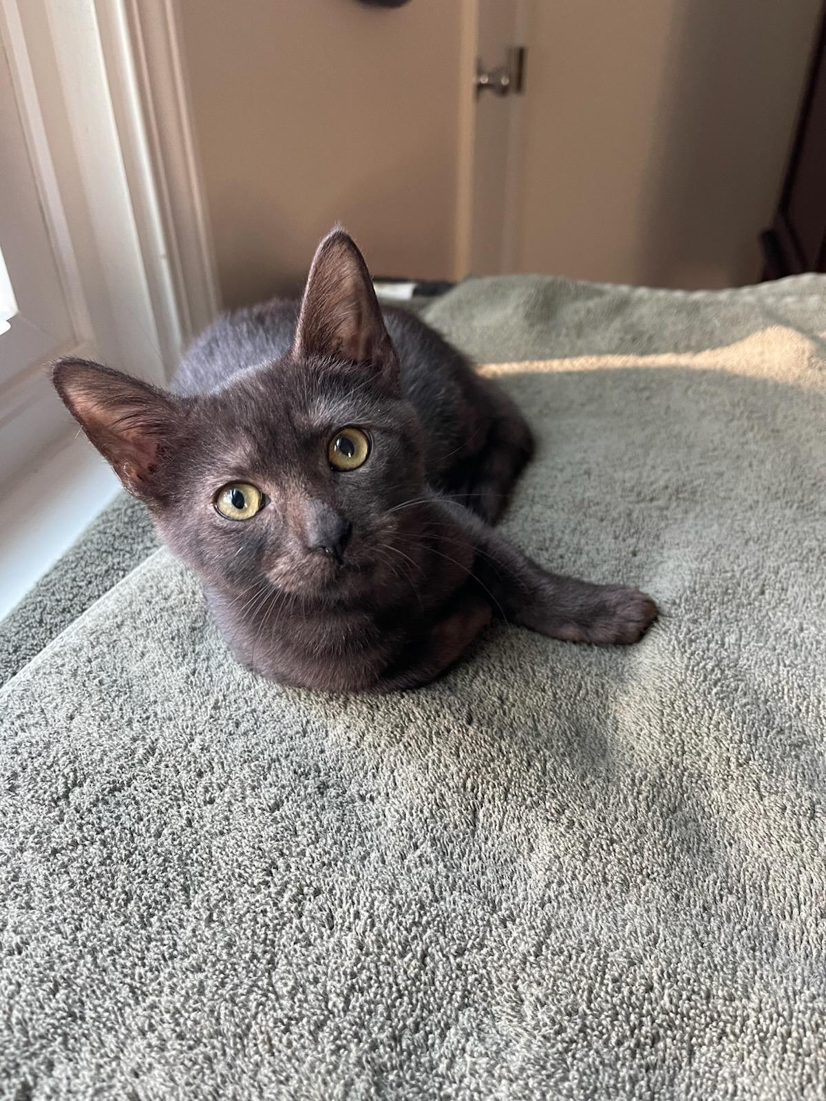 Cocoa (aka “The Thinker”), a Adoptable Domestic Short Hair in Wilmington, NC image 3/6