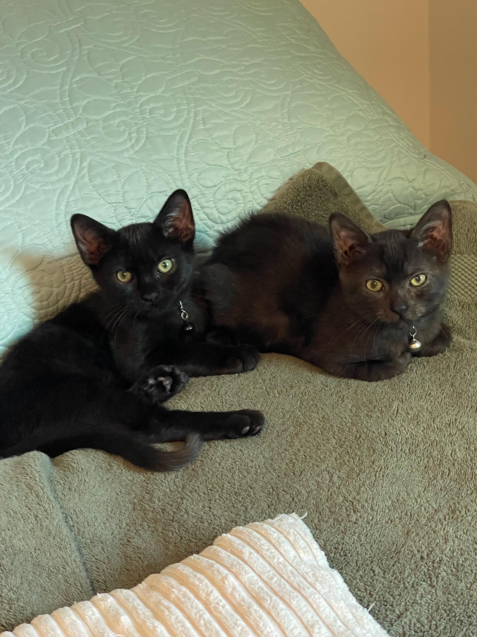 Cocoa (aka “The Thinker”), a Adoptable Domestic Short Hair in Wilmington, NC image 5/6